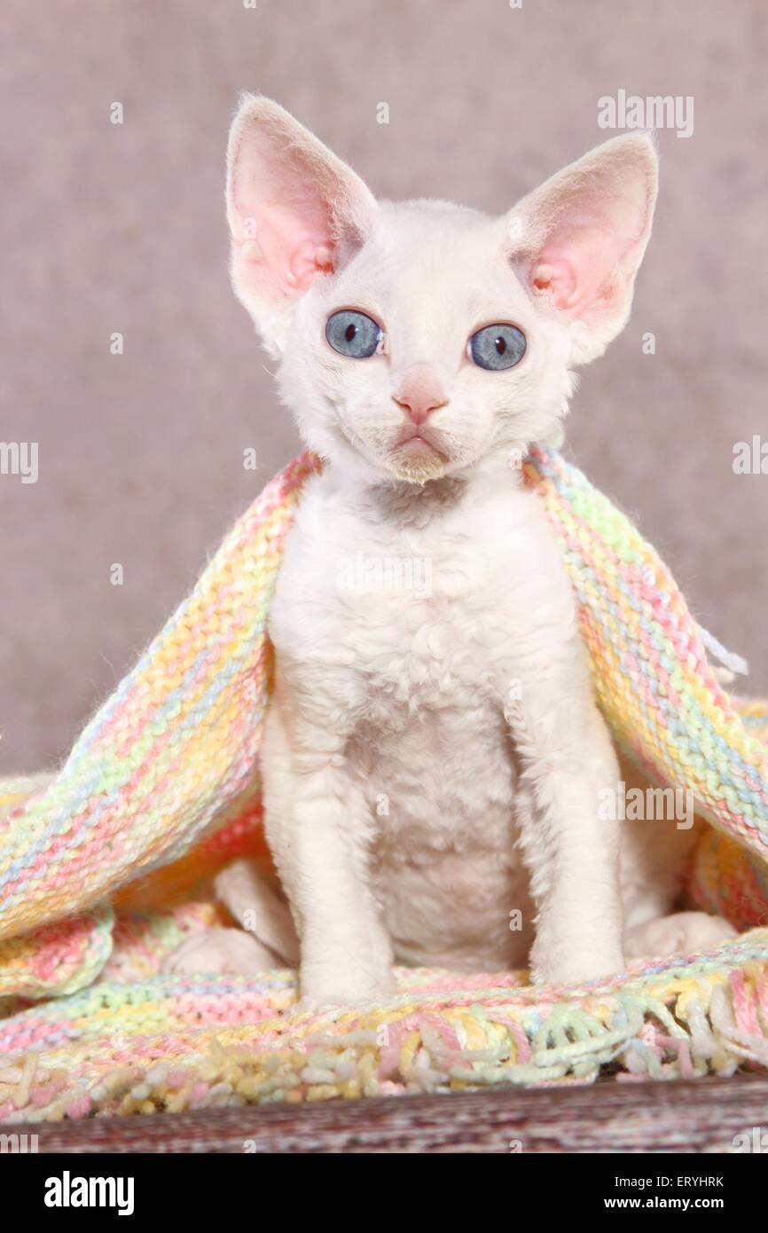 sitting Devon Rex kitten Stock Photo - Alamy