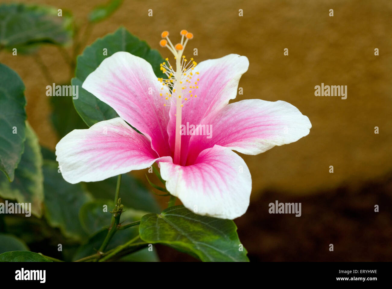 Jaswand , hibiscus flower , Hibiscus rosa sinensis , Chinese hibiscus , China rose , Hawaiian hibiscus , rose mallow , shoeblackplant , Stock Photo