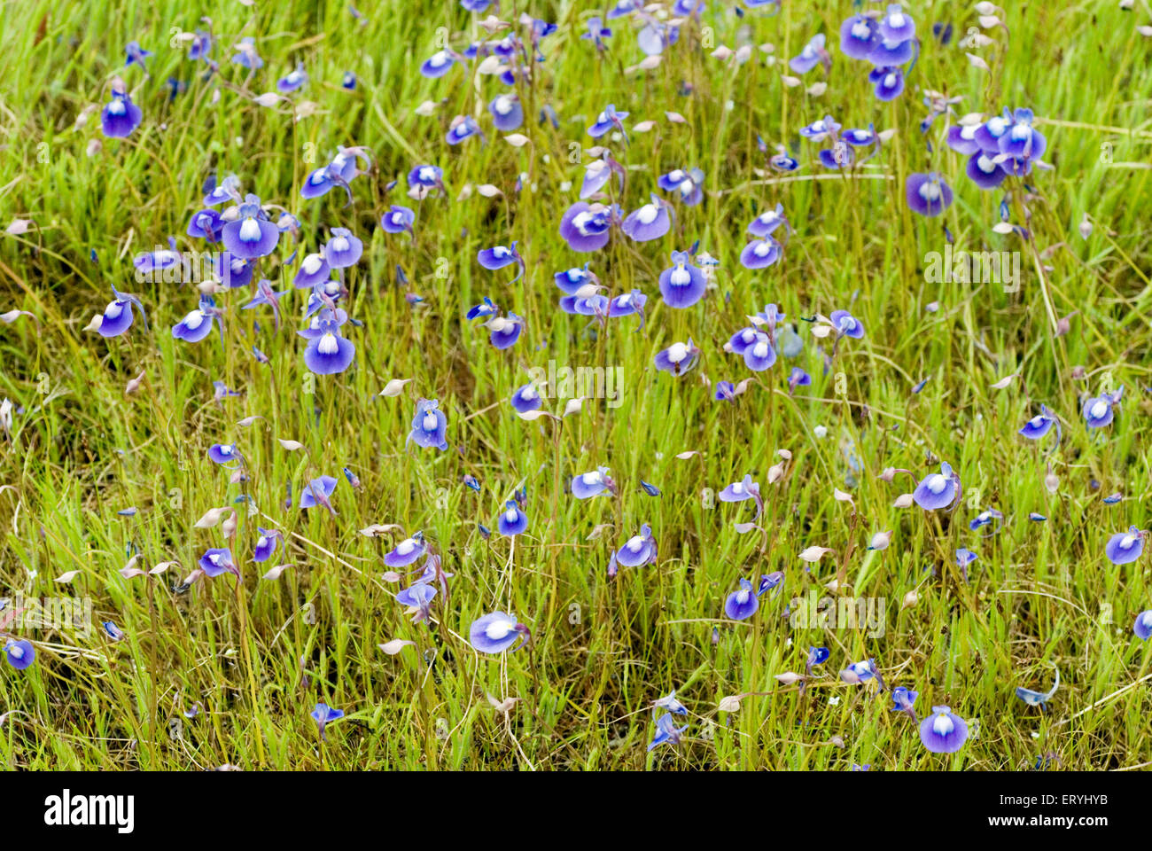 Seetechi aswe utricularia purpurascens ; Kas Plateau ; Satara ; Maharashtra ; India Stock Photo