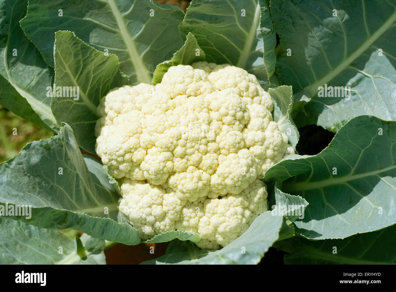 Cauliflower brassica oleracea botrytis ; India Stock Photo