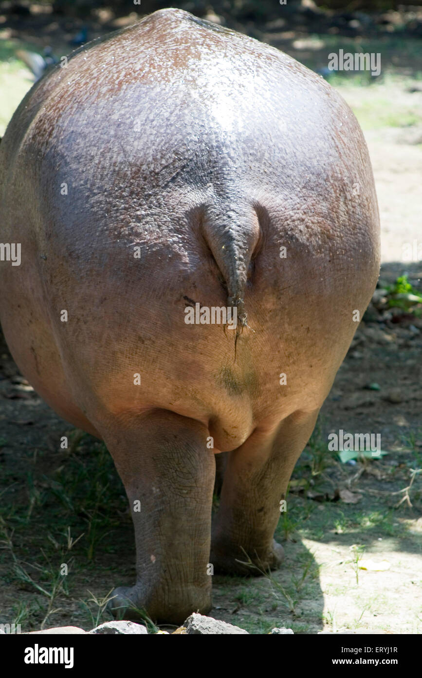 Hippopotamus , Hippo , Byculla zoo ; Jijamata Udyan , Bombay , Mumbai , Maharashtra , India , Asia Stock Photo