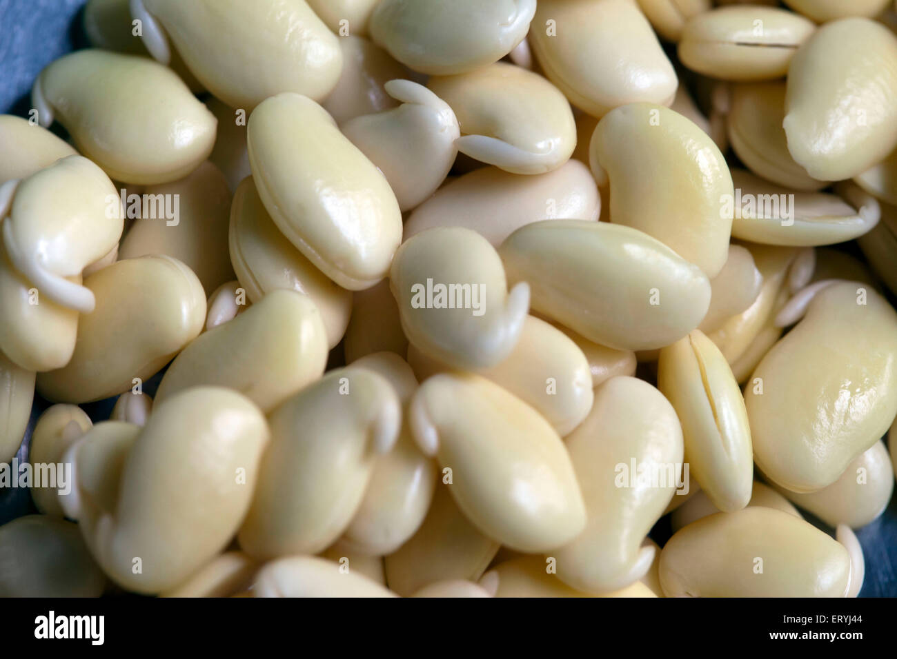 lablab bean seed India Asia Stock Photo