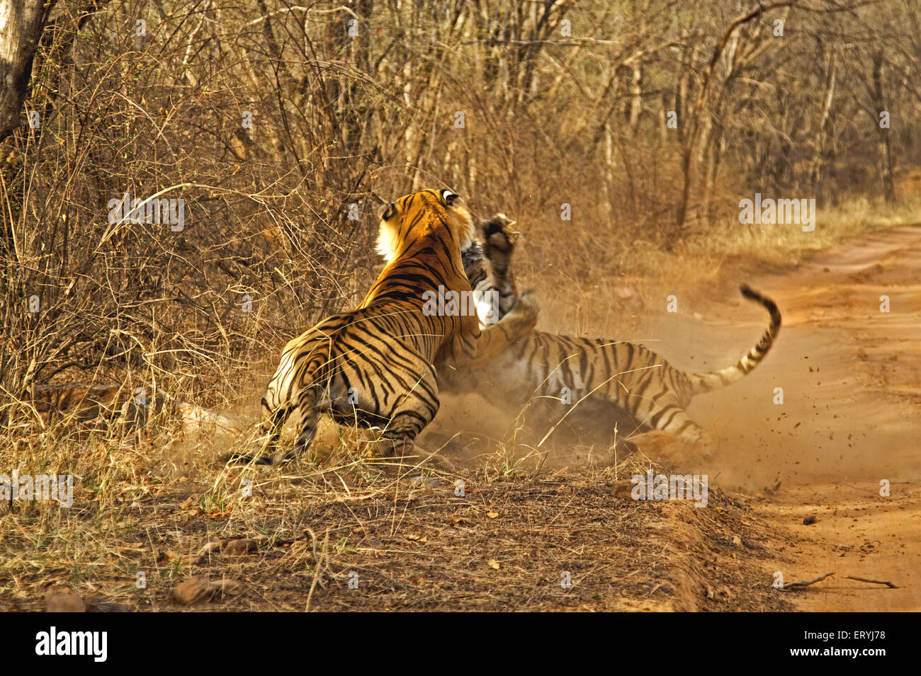 Tigers male and female fighting ; Ranthambore national park ; Rajasthan ; India Stock Photo