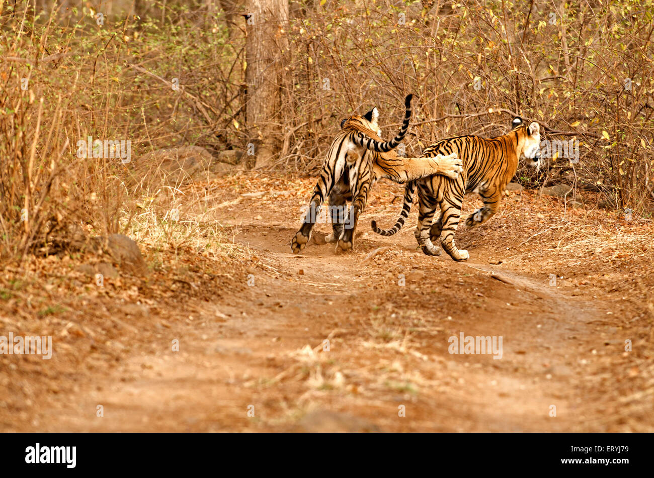Tigers male and female panthera tigris tigris playing on forest track ; Ranthambore national park ; Rajasthan ; India Stock Photo