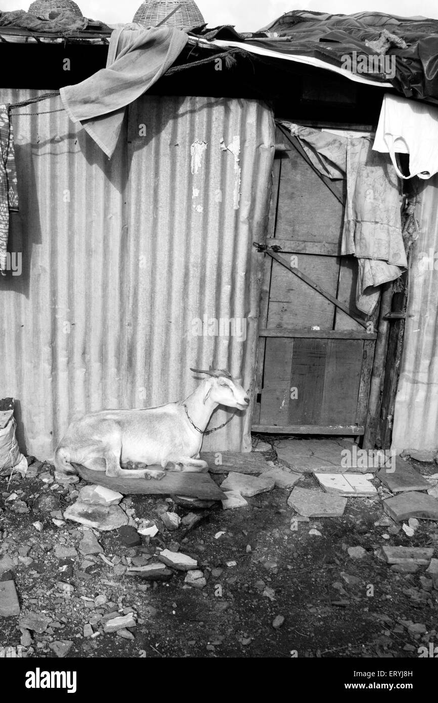 Goat of slum dweller ; Malvani slum ; Malad ; Bombay Mumbai ; Maharashtra ; India Stock Photo