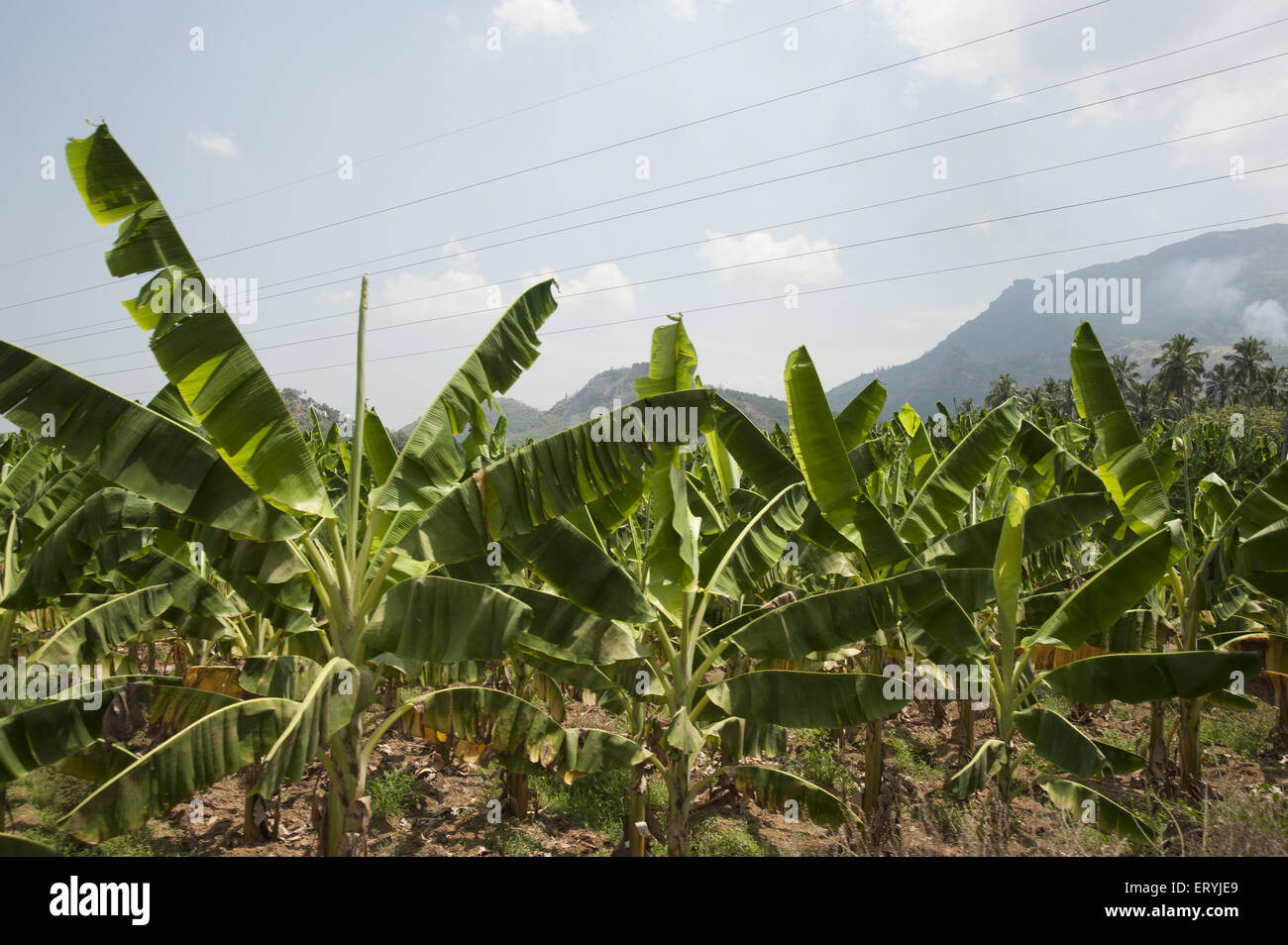 field of banana tree at tamilnadu India Stock Photo
