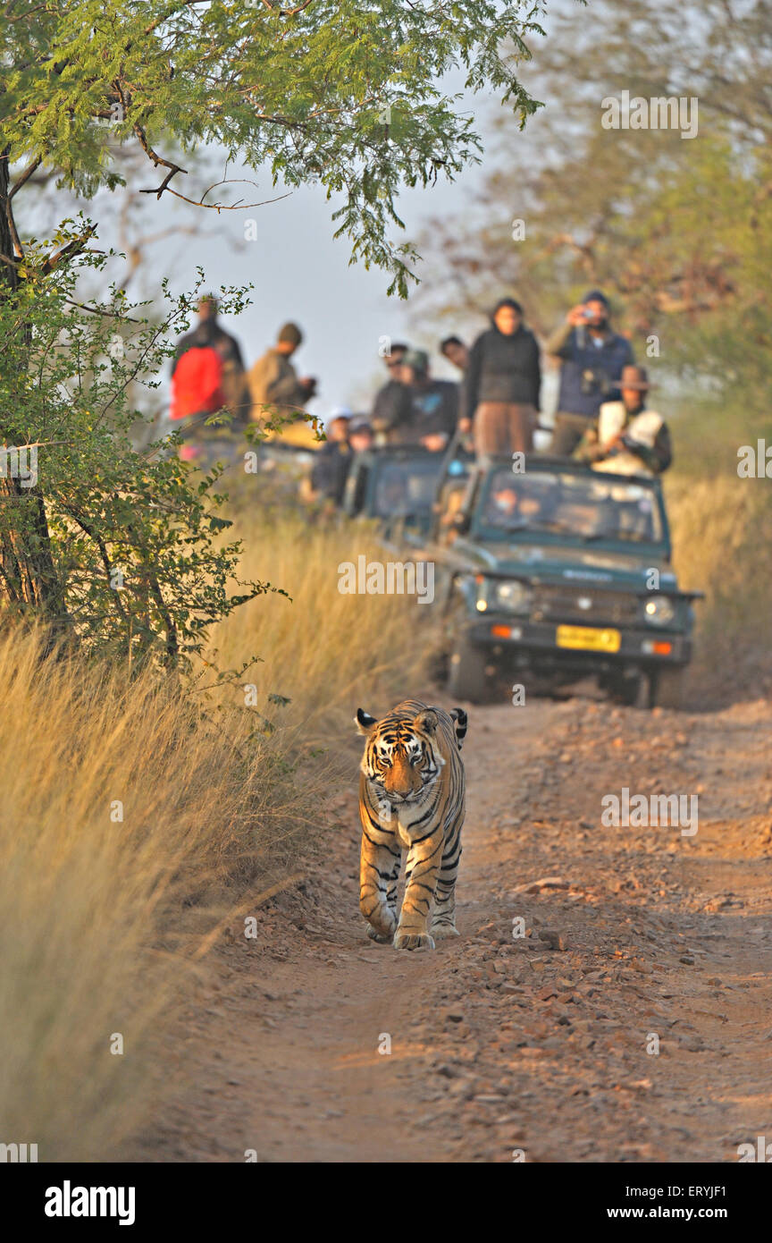 Tourist vehicles following tiger panthera tigris tigris ; Ranthambore national park ; Rajasthan ; India Stock Photo