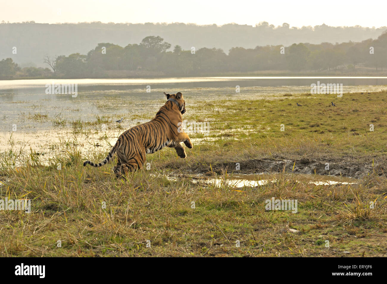 Tiger panthera tigris tigris jumping over waterhole ; Ranthambore national park ; Rajasthan ; India Stock Photo