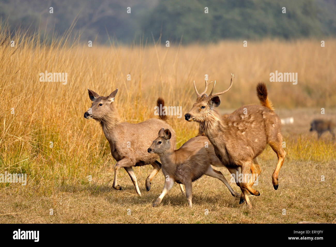 Sambar female deer, cervus unicolor niger, running , Ranthambore National Park , Rajasthan , India Stock Photo