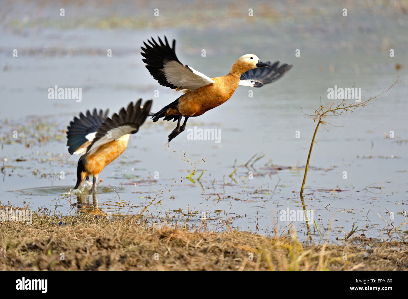 Pair of ruddy shelduck - tadorna ferruginea brahminy duck flying , Ranthambore national park , Sawai Madhopur , Rajasthan ; India - adi 173531 Stock Photo