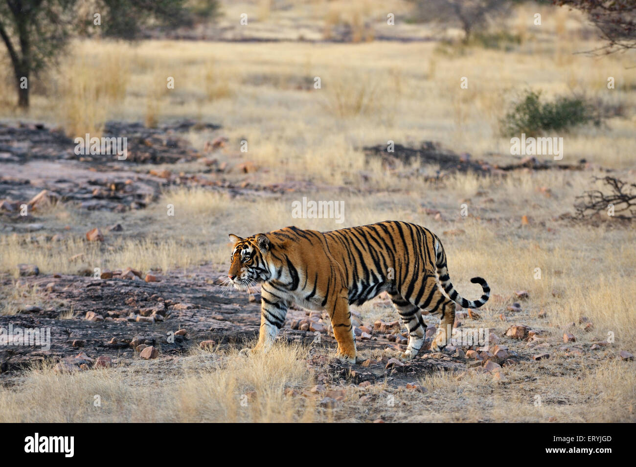 Male tiger panthera tigris tigris moving in forest Ranthambore national park Rajasthan India Stock Photo