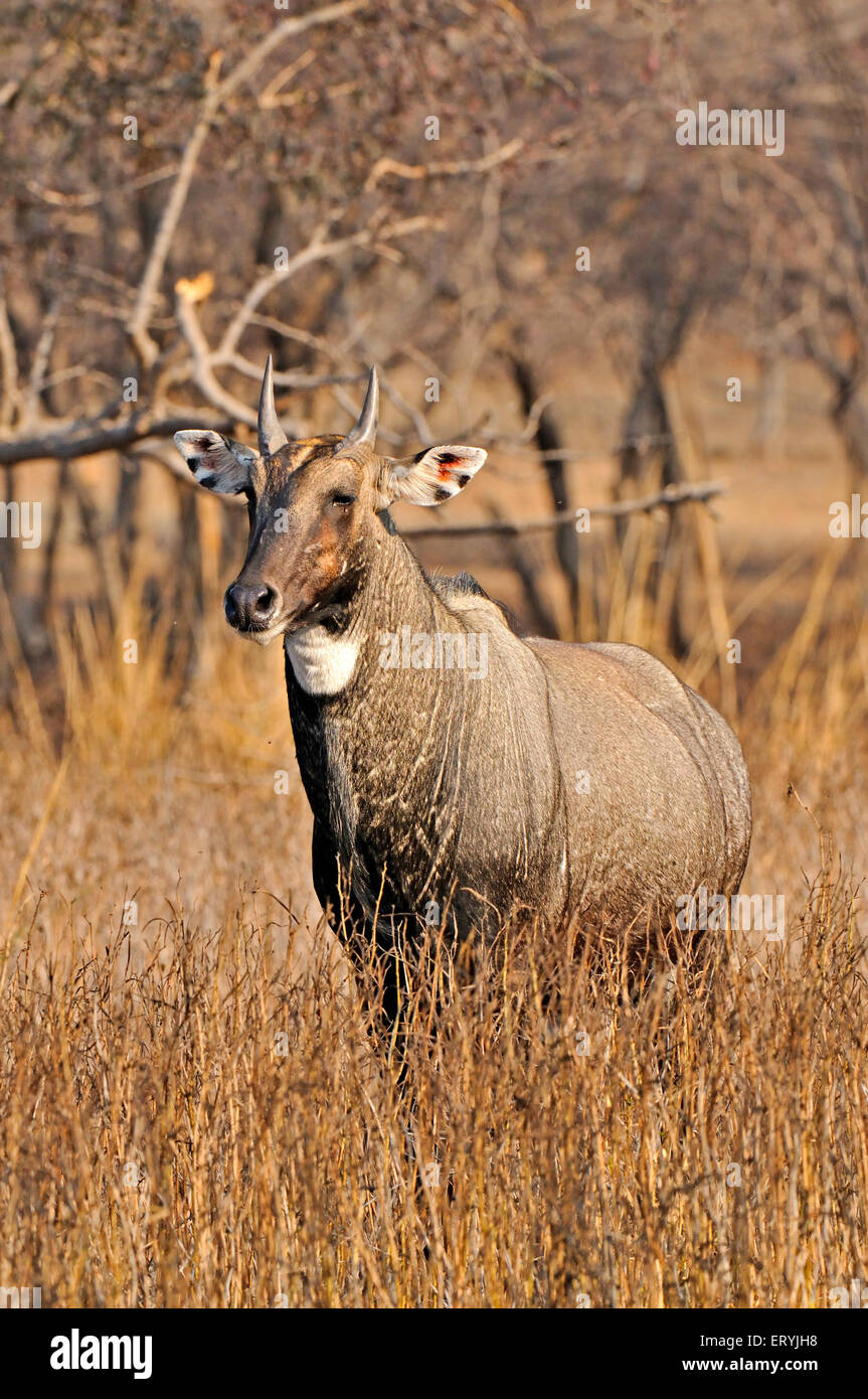 Indian antelopes male nilgai boselaphus tragocamelus ; Ranthambore national park ; Rajasthan ; India Stock Photo
