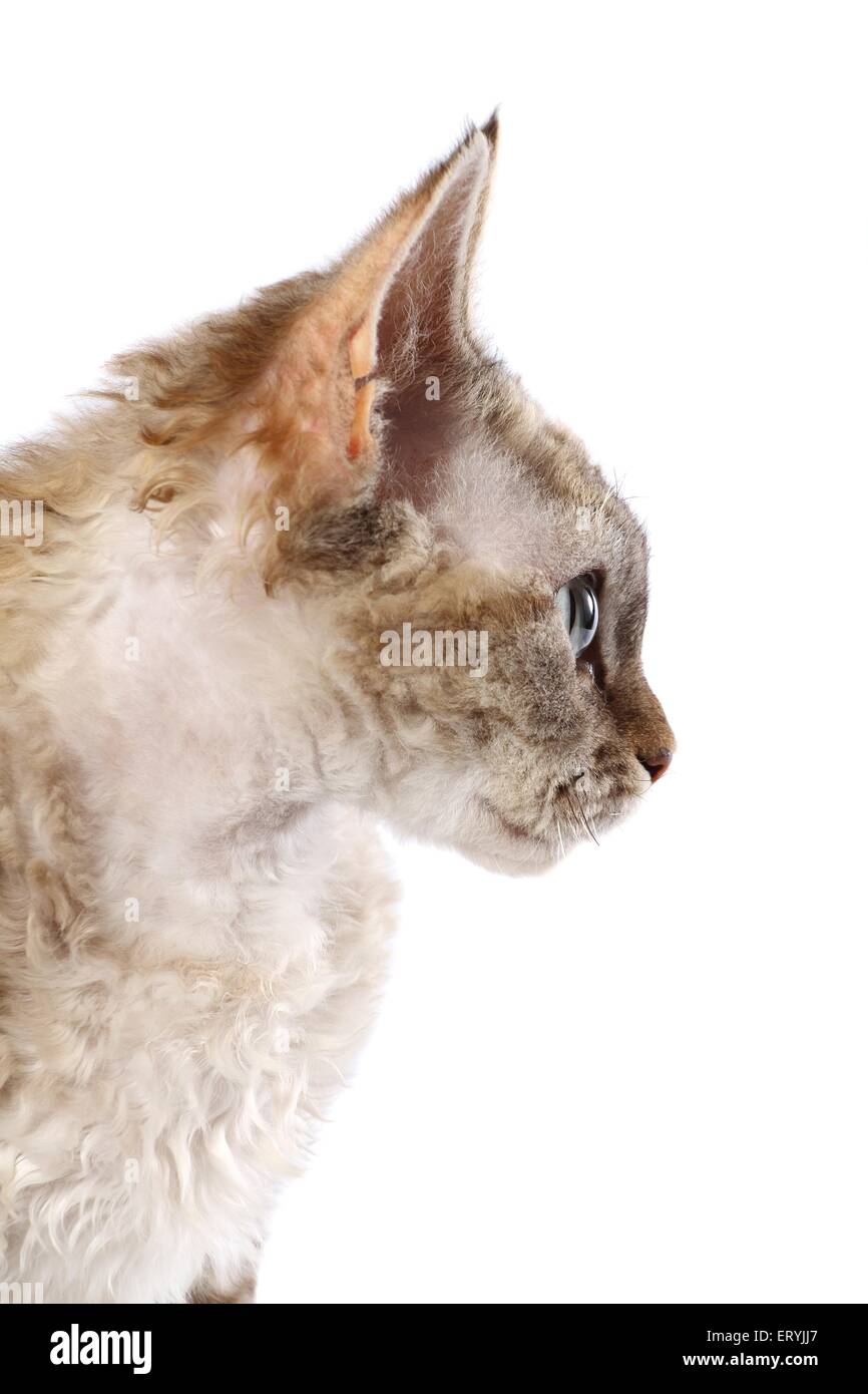 Devon Rex Portrait Stock Photo - Alamy