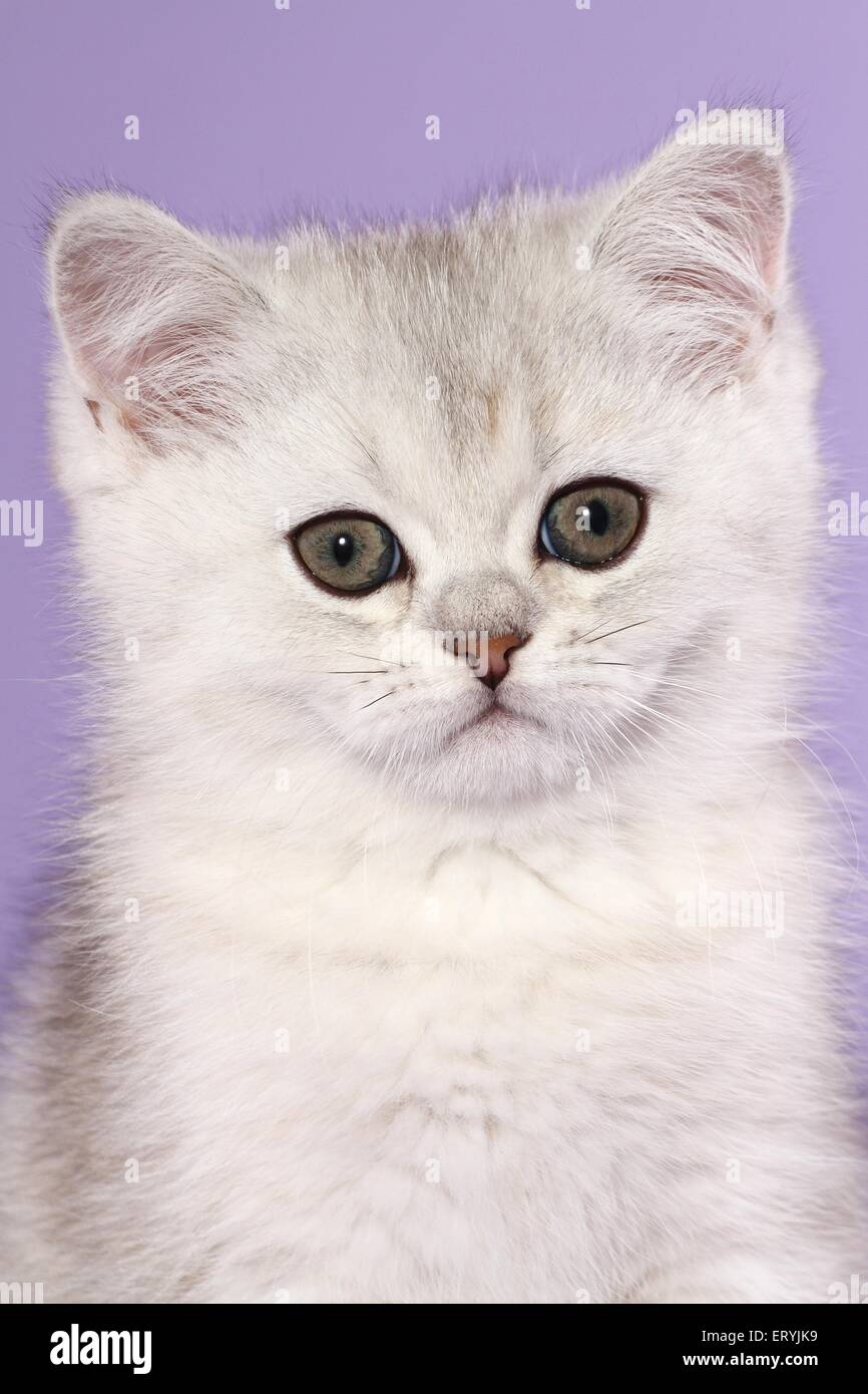 Portrait Of A Purebred Exotic Shorthair Domestic Cat Smush Stock Photo Alamy