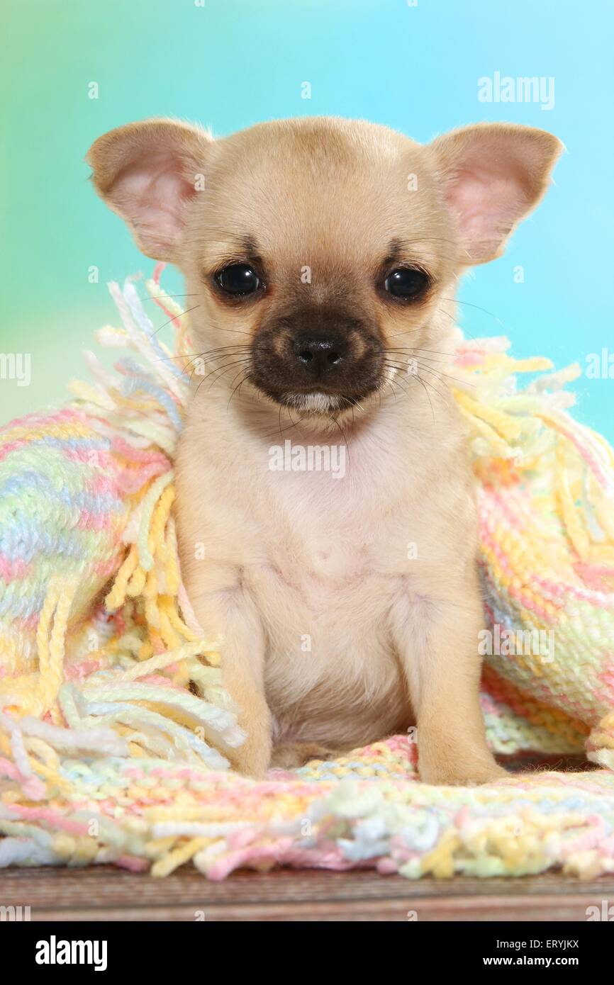 Chihuahua puppies hi-res stock photography and images - Page 6 - Alamy
