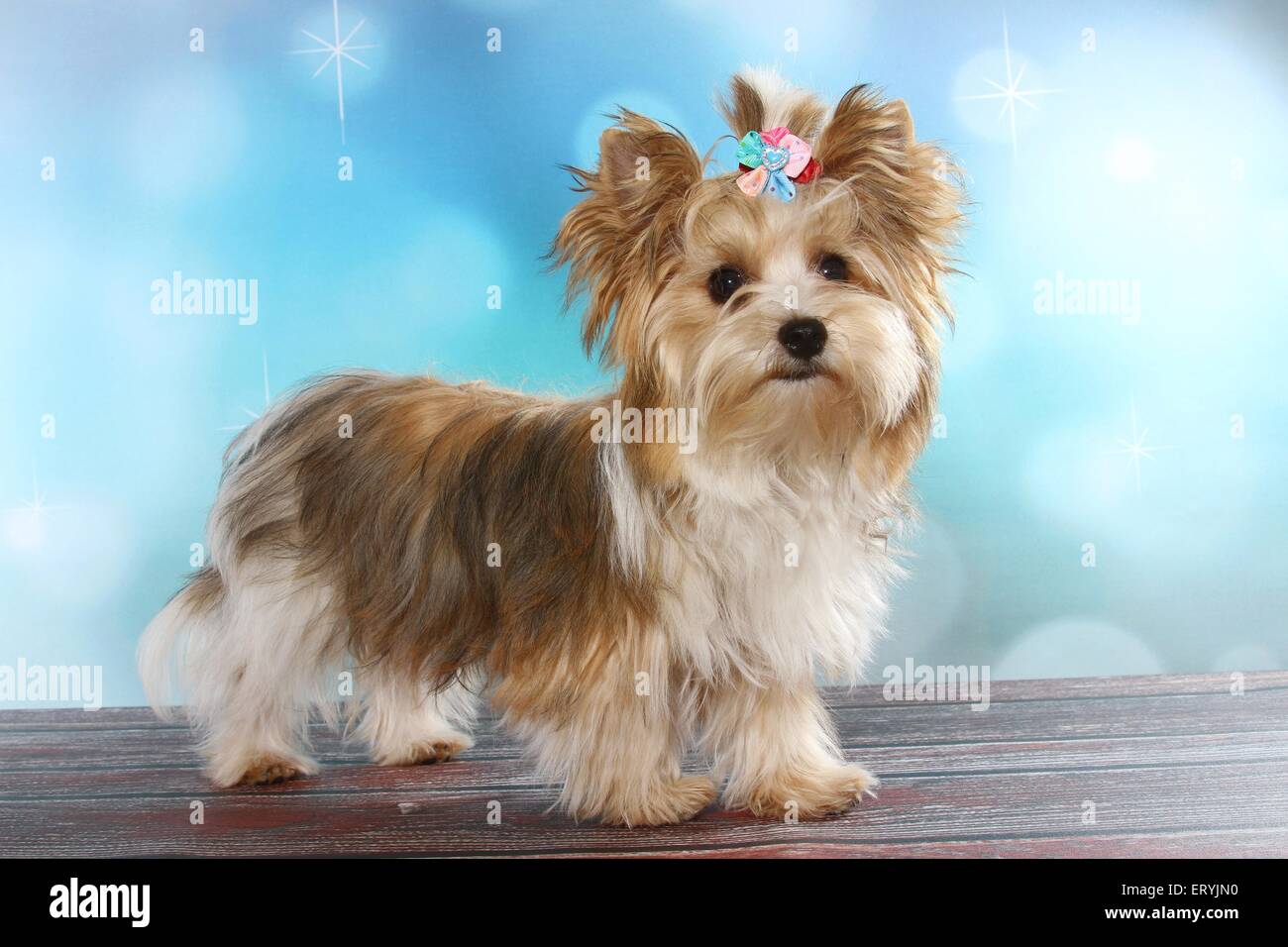 white ocean pearl yorkie
