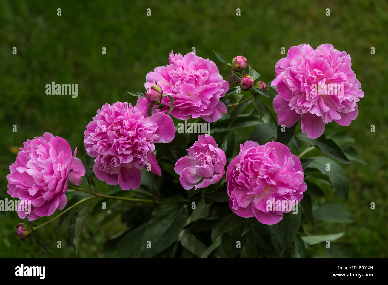 Bouquet of peonies with green background Stock Photo