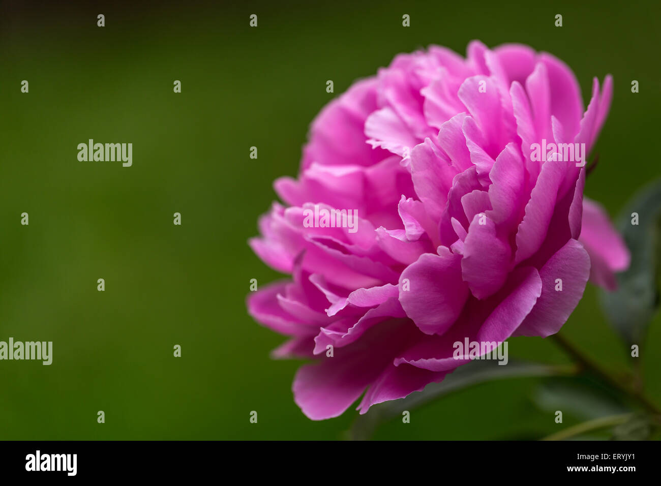 Close up of peony on green background Stock Photo