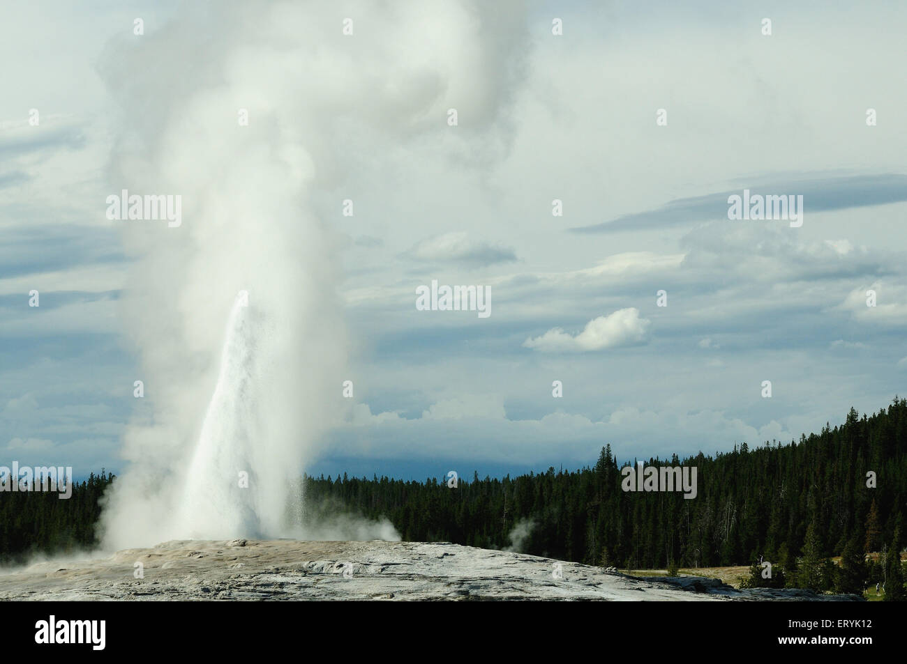Old faithful geyser in action in yellowstone national park ; Wyoming ; USA United States of America Stock Photo