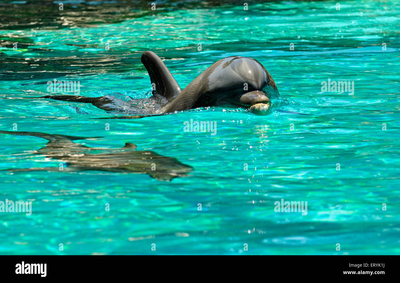 Dolphins in Sea World ; San Diego ; USA United States of America Stock Photo