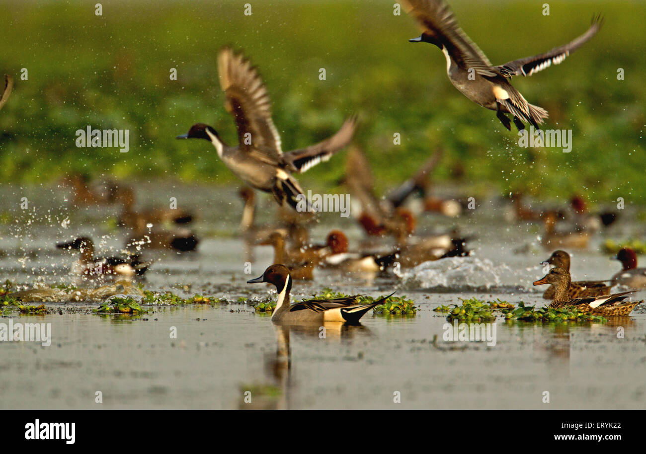 Ducks flying over water ; Maguri wetlands ; Maguri Motapung Beel , Assam ; India , Asia Stock Photo