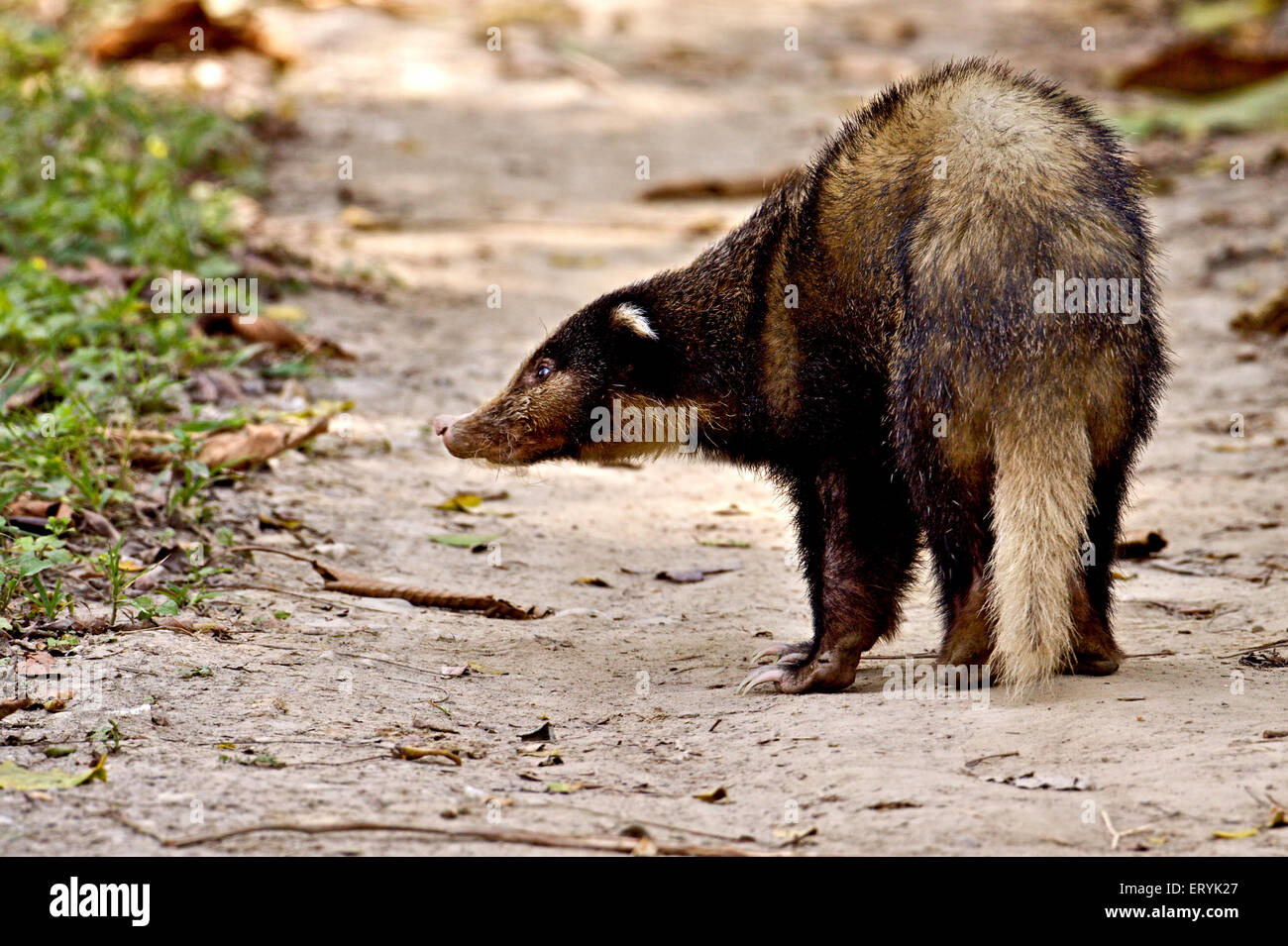 Hog badger , arctonyx collaris ; Kaziranga national park ; Assam ; India , Asia Stock Photo