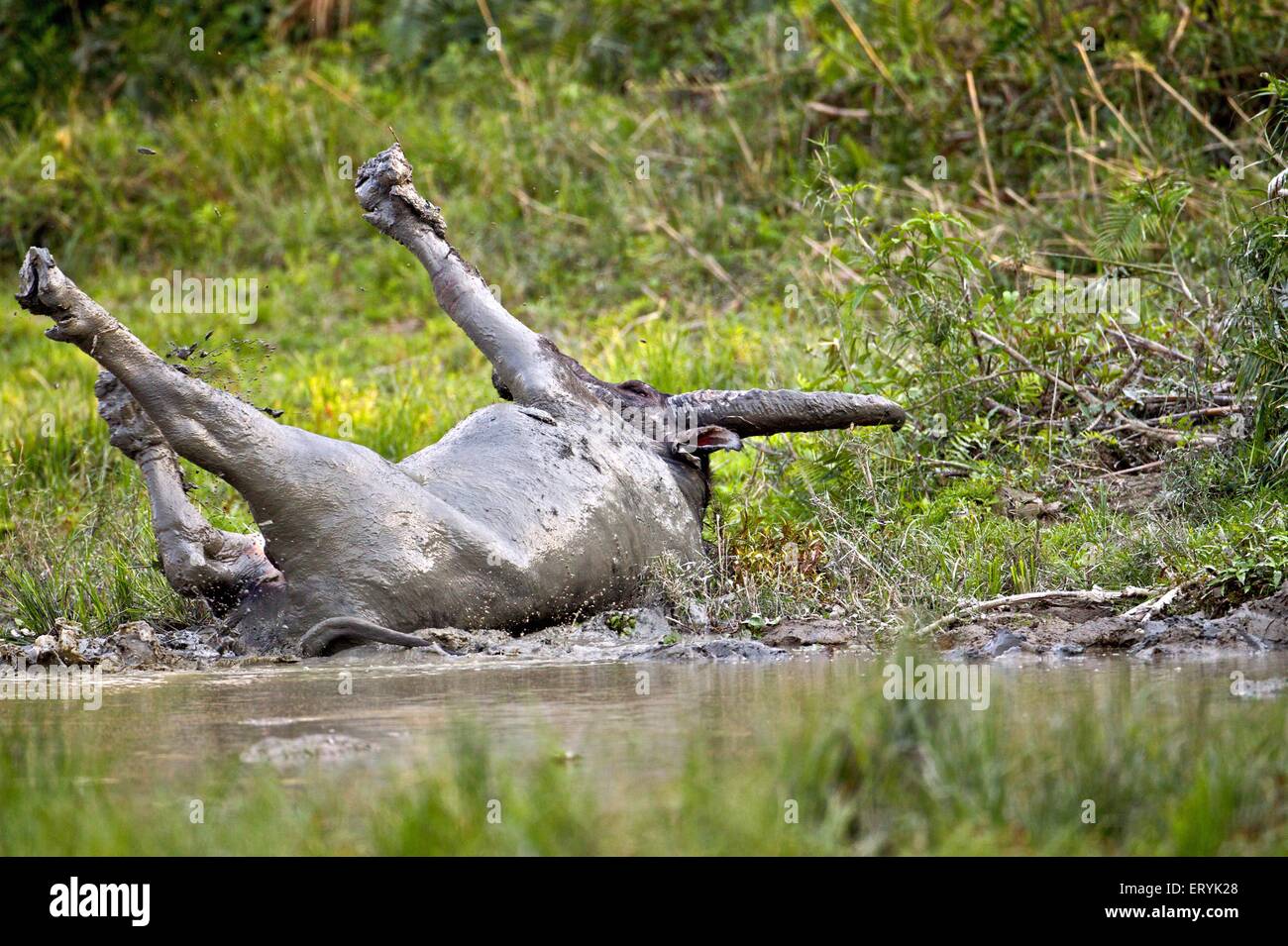 Wild buffalo male bubalus arnee in mud ; Kaziranga national park ; Assam ; India Stock Photo