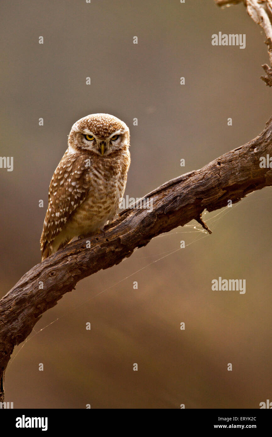 Spotted owlet athene brama staring ; Keola Deo Ghana national park ; Bharatpur ; Rajasthan ; India Stock Photo