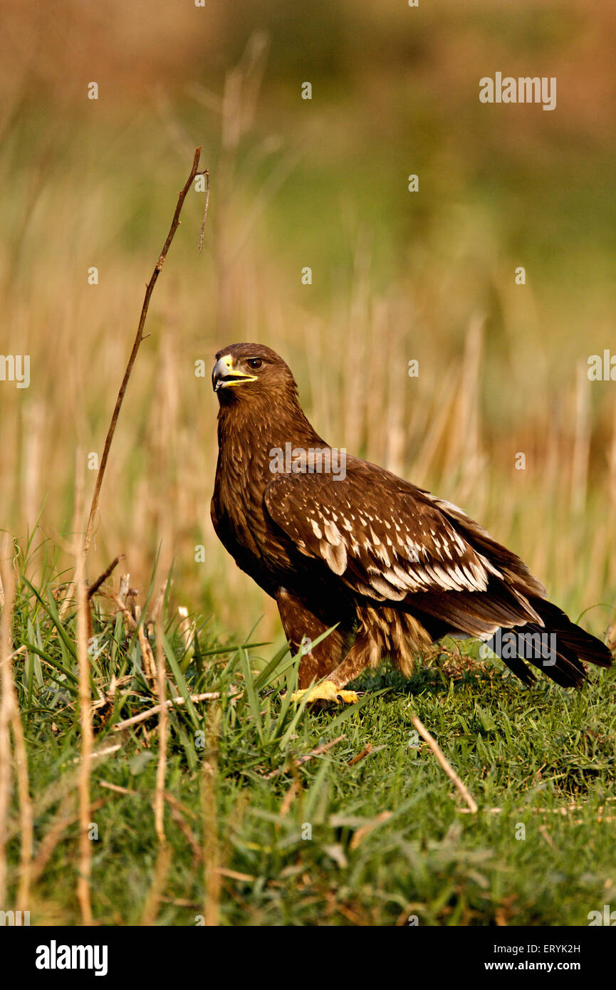 Greater spotted eagle aquila clanga sitting in wetland ; Keola Deo Ghana national park ; Bharatpur ; Rajasthan ; India Stock Photo