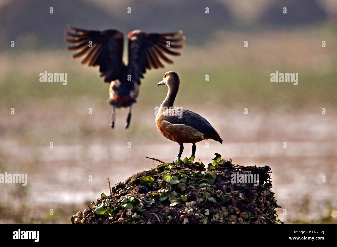 Dendrocygna javanica , lesser whistling teal duck flying ; Keoladeo Ghana national park ; Bharatpur ; Rajasthan ; India , Asia Stock Photo