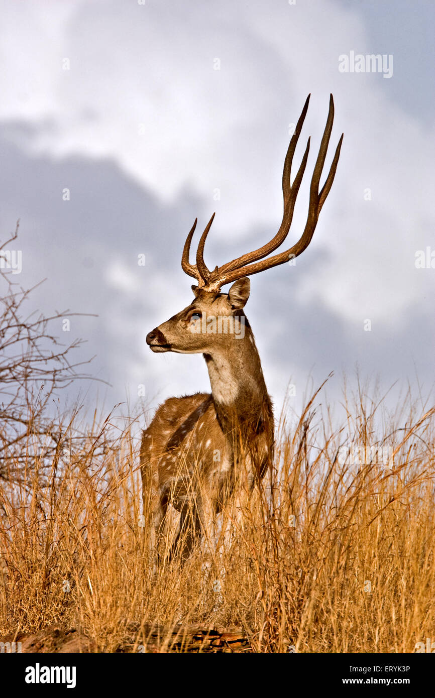 Male spotted axis deer axis axis ; Ranthambore national park ; Rajasthan ; India Stock Photo