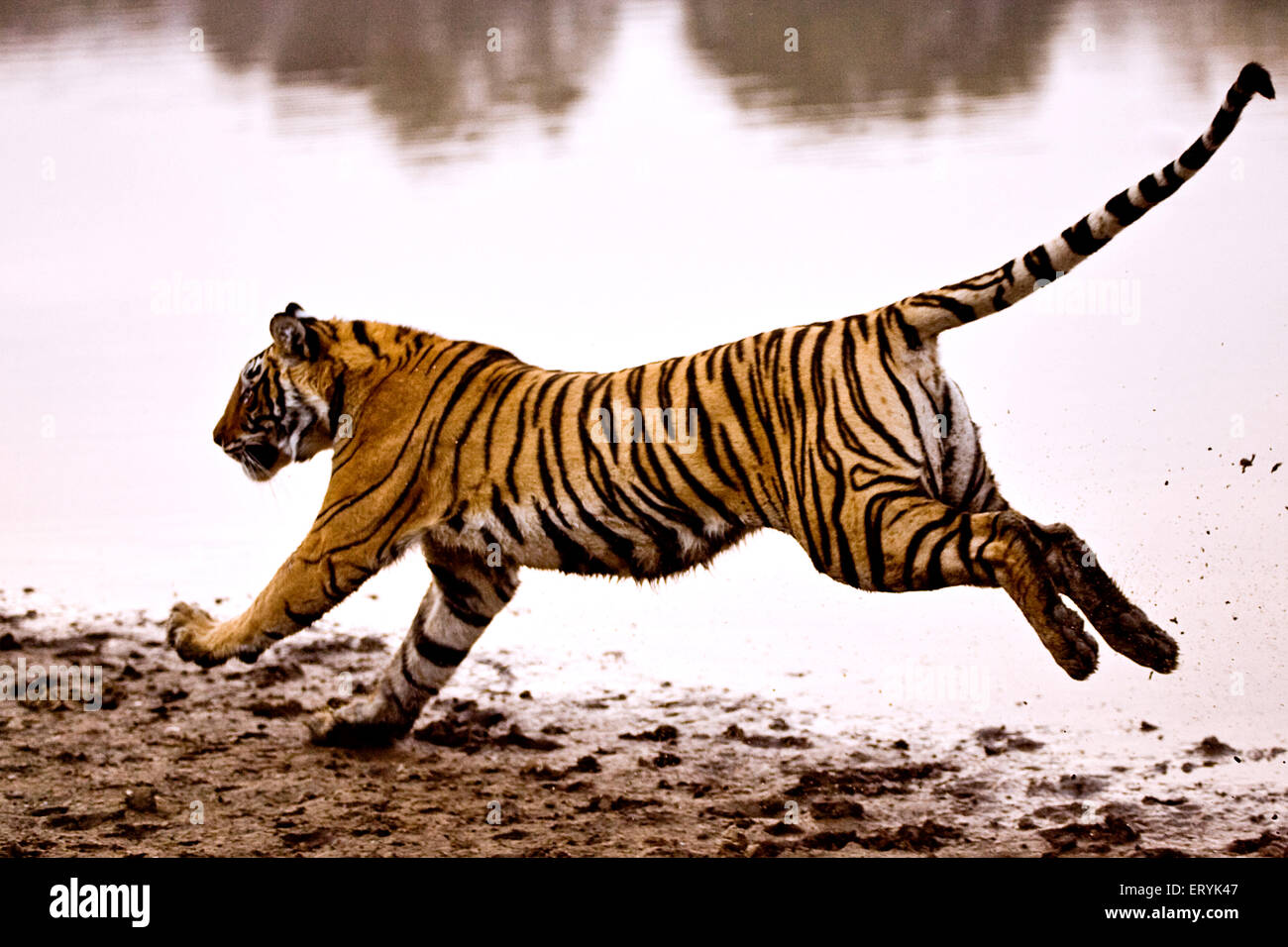 Tiger panthera tigris tigris running in lake ; Ranthambore national park ; Rajasthan ; India Stock Photo