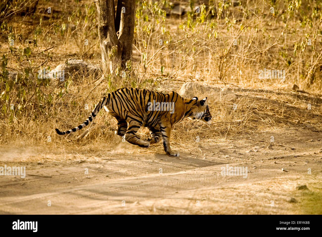 Tiger panthera tigris tigris jumping ; Ranthambore national park ; Rajasthan ; India Stock Photo