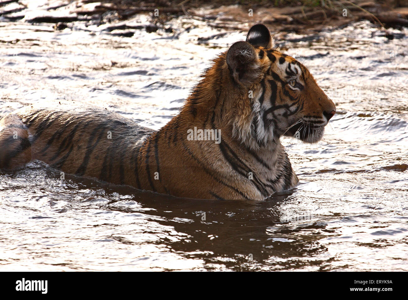 Tiger panthera tigris tigris sitting in waterhole ; Ranthambore national park ; Rajasthan ; India Stock Photo