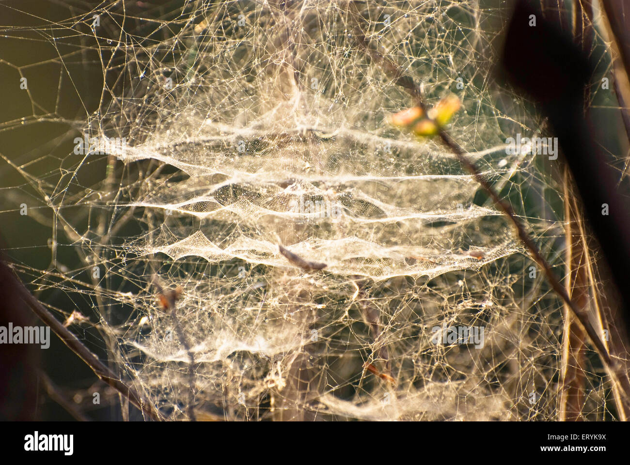 spider web , spiderweb, spider's web, cobweb , Stock Photo