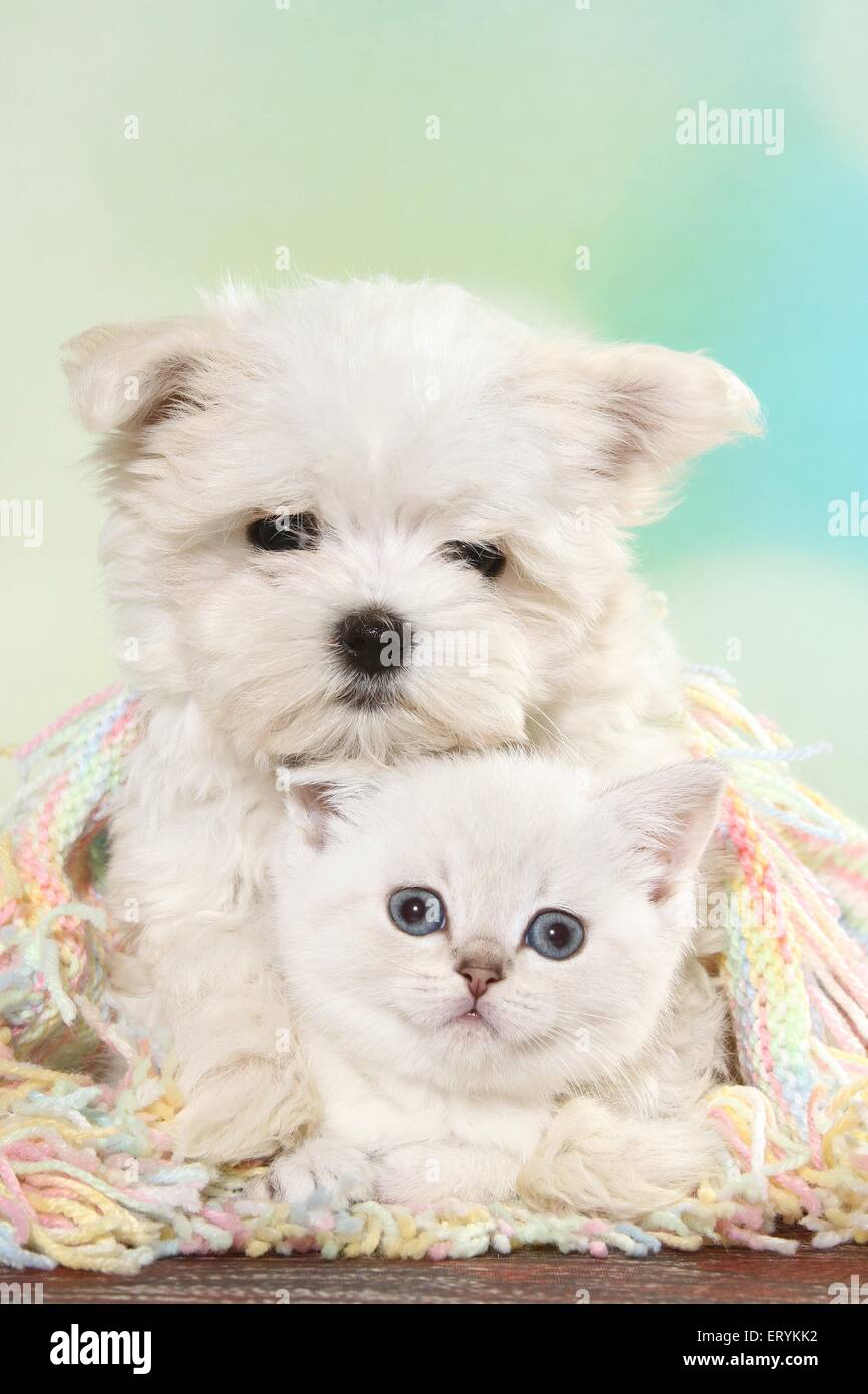 British Shorthair Kitten And Maltese Puppy Stock Photo 83586694
