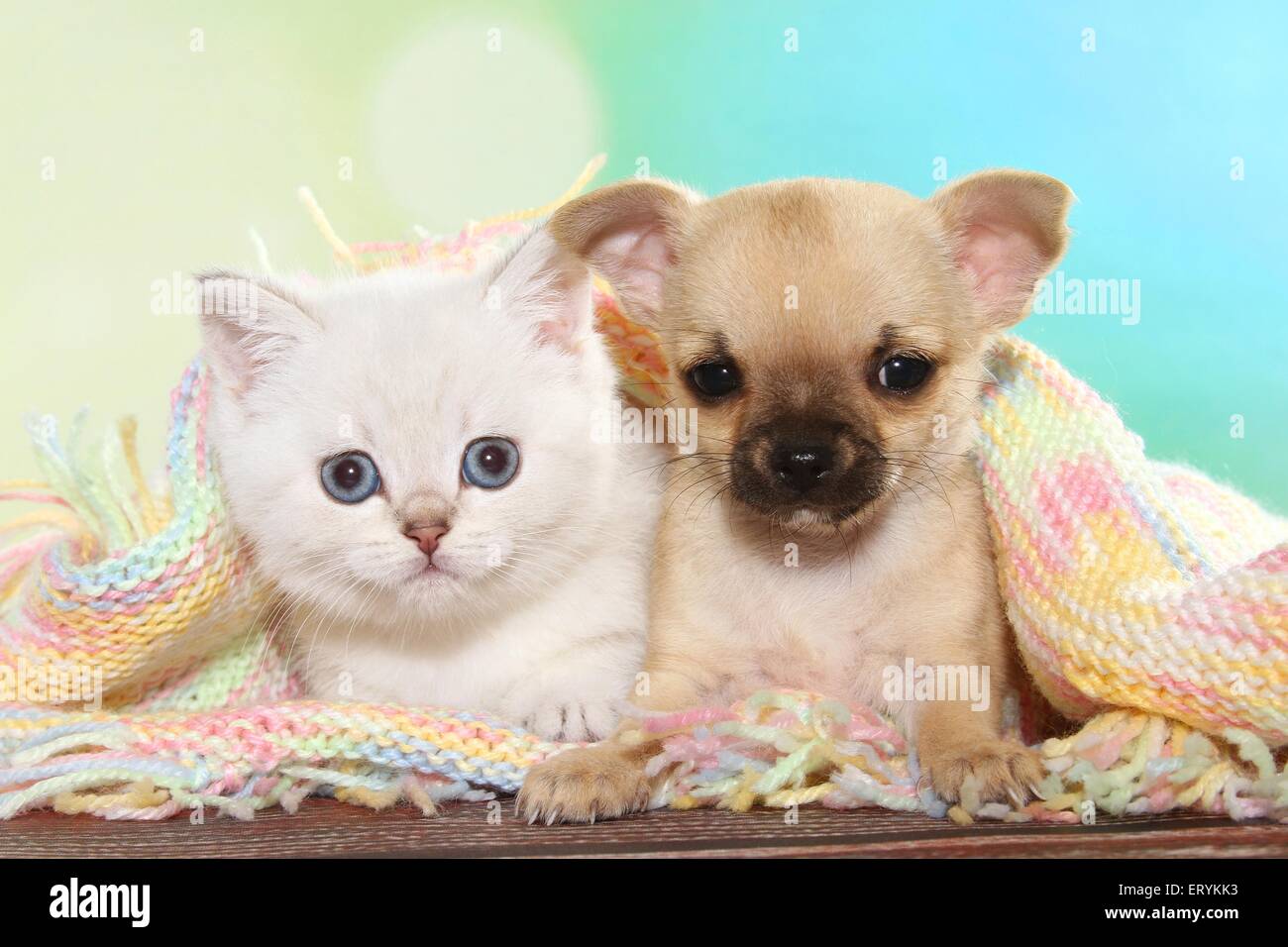 British Shorthair Kitten and Chihuahua Puppy Stock Photo