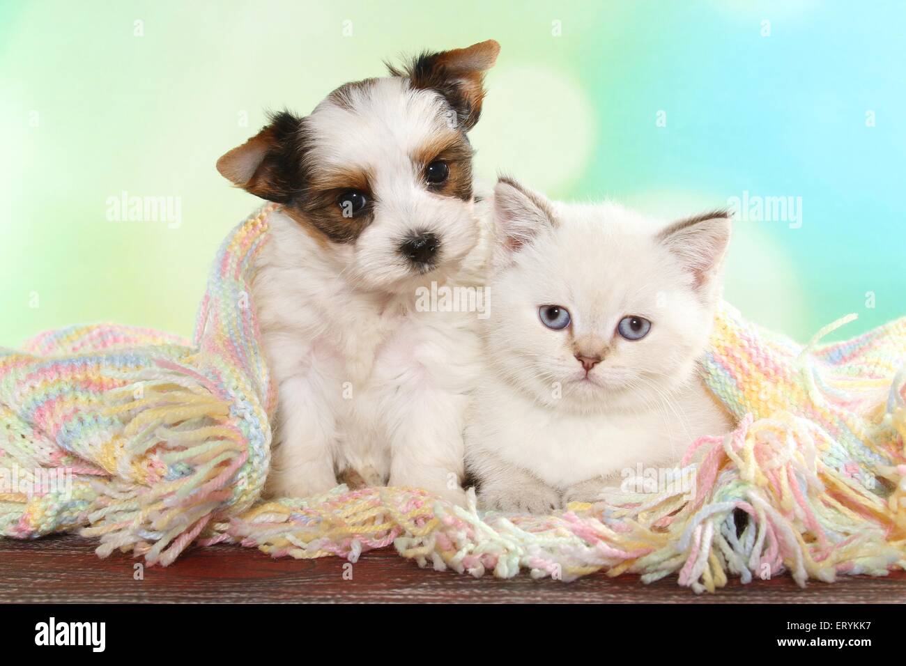 British Shorthair Kitten and Biewer Terrier Puppy Stock Photo