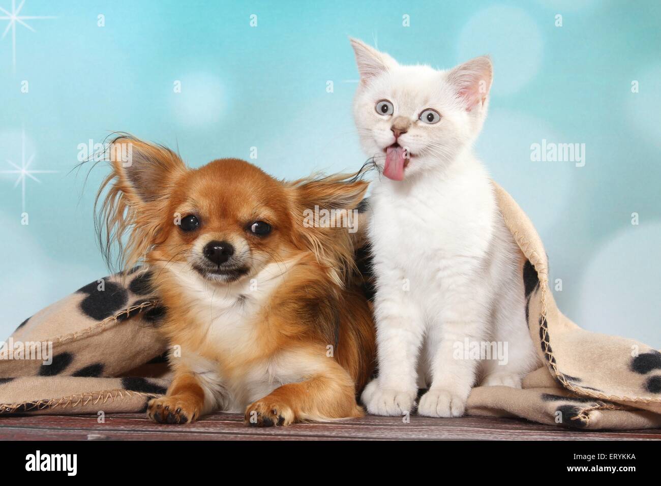 Chihuahua british shorthair hi-res stock photography and images - Alamy