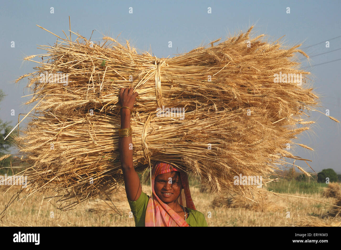 Indian farmer woman carrying harvested wheat crop bundle , Singhpur , District Narsinghpur , Madhya Pradesh , India , Asia Stock Photo