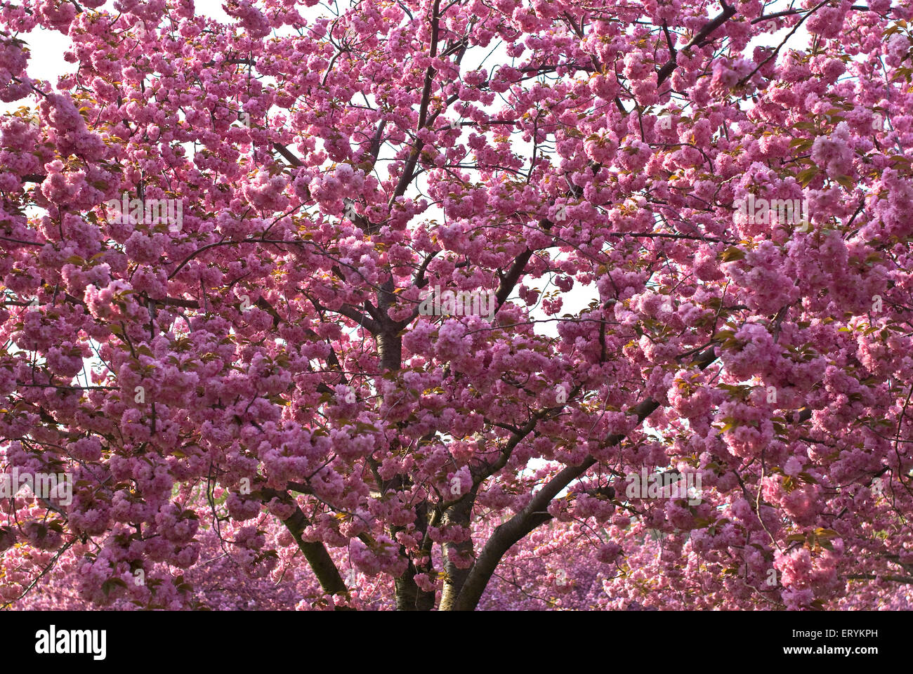 Cherry blossom trees , Brooklyn Botanic Garden ; Sakura Matsuri