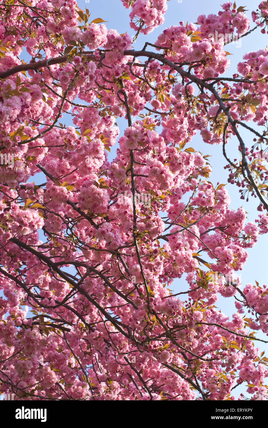 Cherry blossom trees , Brooklyn Botanic Garden ; Sakura Matsuri , Brooklyn ; New York City , United States of America , USA Stock Photo
