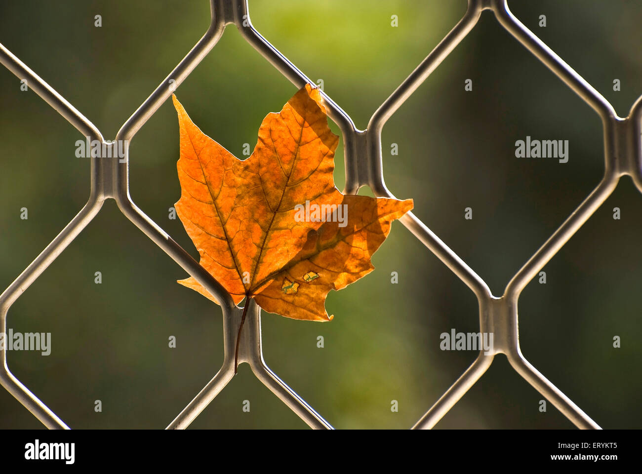 Maple leaves dried withered in autumn and trapped in window grill Stock Photo