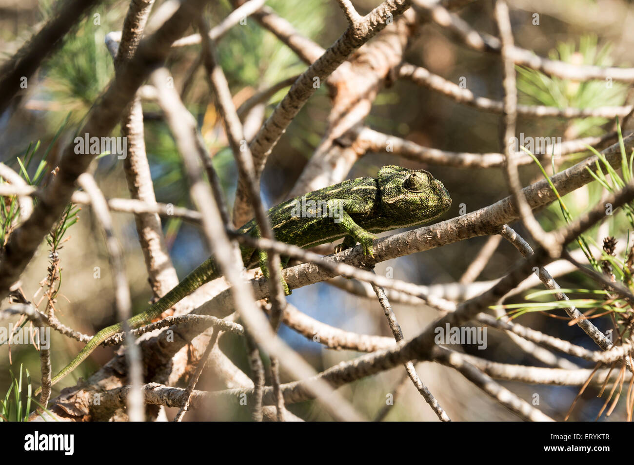 chamaeleon in the wild nature of portugal Stock Photo