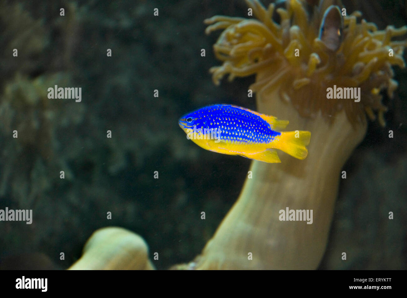 Goldbelly damsel fish , Yellow Bellied Damsel fish , Pomacentrus auriventris , Green Island , Cairns , Queensland , Australia Stock Photo