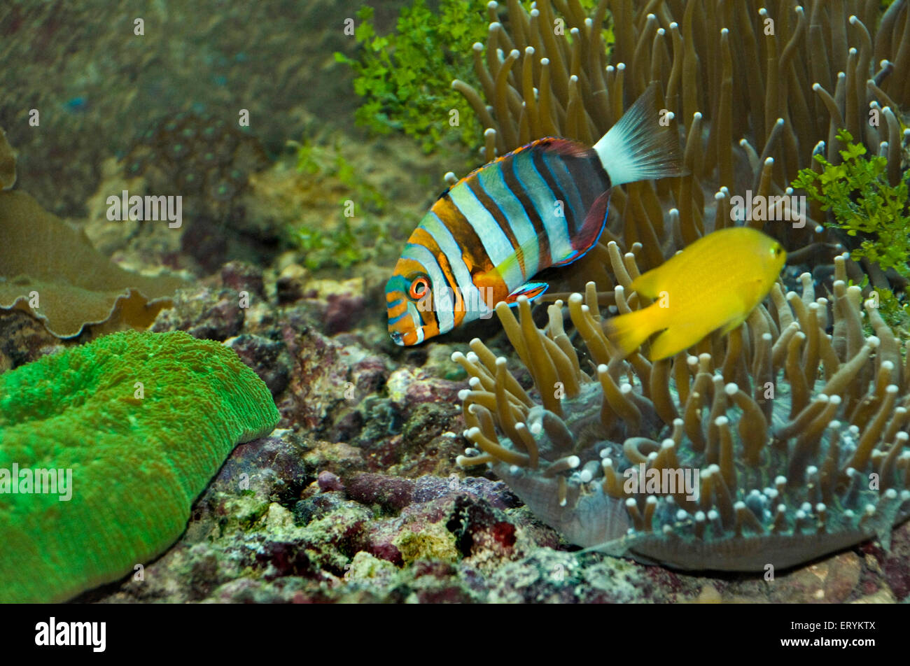 Harlequin tusk fish ; harlequin tuskfish , Choerodon fasciatus , Green Island ; Cairns ; Queensland ; Australia Stock Photo