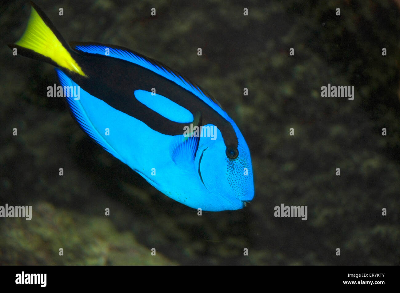 Paracanthurus hepatus , regal blue tang , Blue Tang , Sea corals , regal tang , Coral Reef ; Green Island ; Cairns ;   Queensland ; Australia Stock Photo