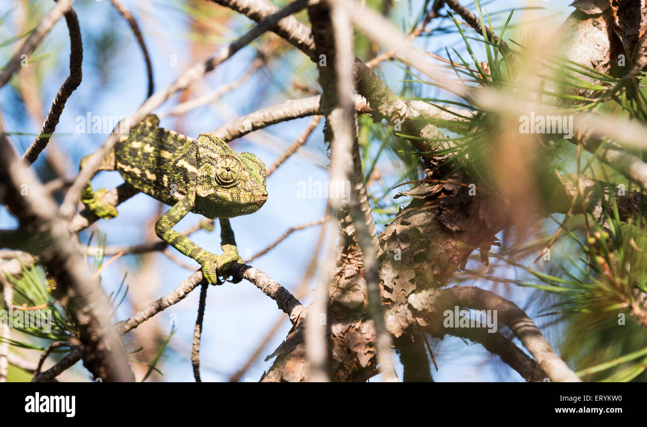 chamaeleon in the wild nature of portugal Stock Photo