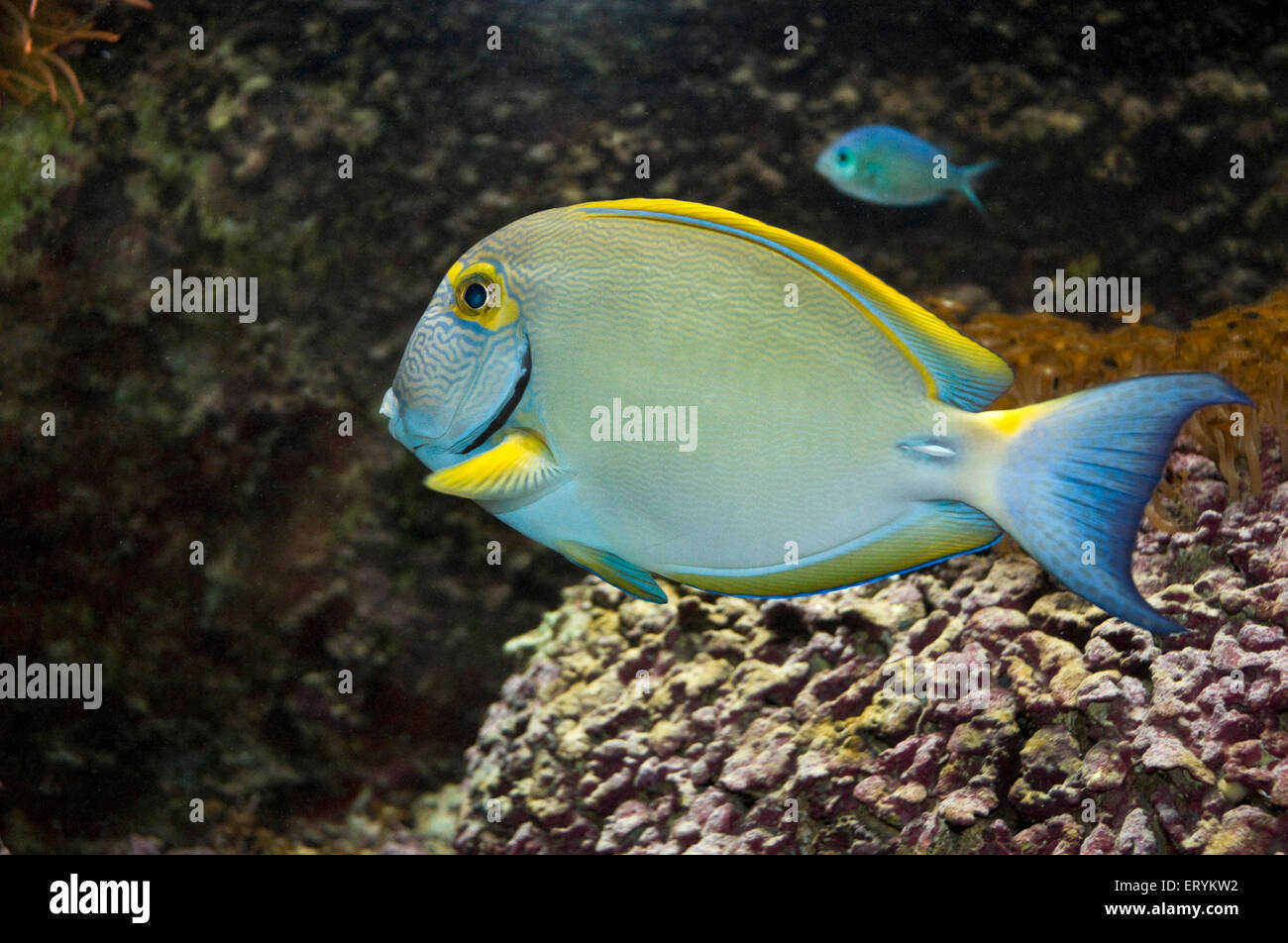 Yellowfin surgeonfish , Yellow fin surgeon fish ; Cuvier's surgeonfish , acanthurus xanthopterus ; Green Island ; Cairns ;  Queensland ; Australia Stock Photo