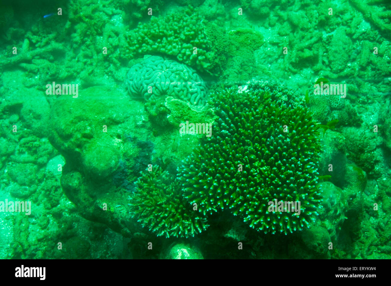 Alcyonacea , soft corals , sea corals , isospora cuzcoensis , Coral Reef ; Green Island ;  Cairns ; Queensland ; Australia Stock Photo
